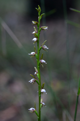 Prasophyllum brevilabre