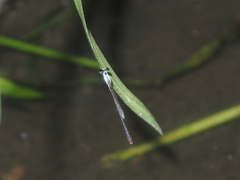 Agriocnemis femina oryzae