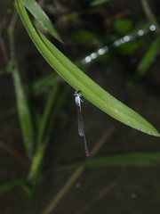 Agriocnemis femina oryzae