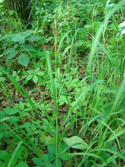 Carex shortiana