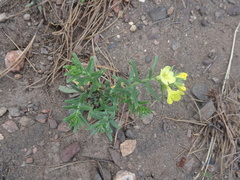 Lithospermum cobrense