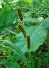 Carex shortiana