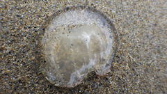 Polyorchis penicillatus