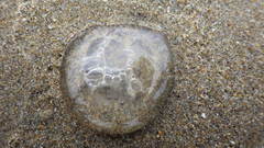 Polyorchis penicillatus