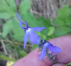 Lobelia anatina