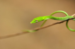 Ahaetulla
