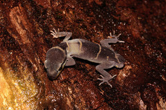 Cyrtodactylus deccanensis
