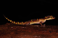 Cyrtodactylus deccanensis