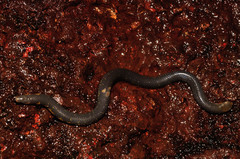 Uropeltidae