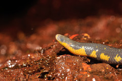 Uropeltidae