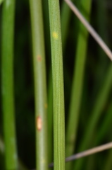 Lomandra juncea