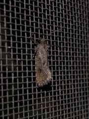 Acrolophus kearfotti