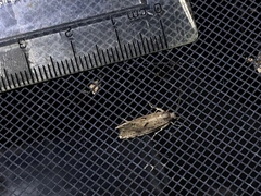 Acrolophus kearfotti