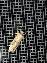 Acrolophus kearfotti