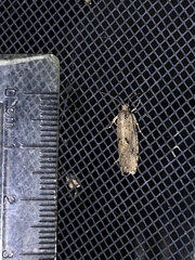 Acrolophus kearfotti