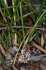 Lomandra juncea