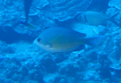 Chromis ovalis
