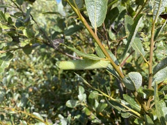 Smerinthini