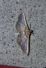 Apilocrocis brumalis