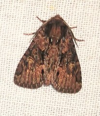 Phosphila turbulenta