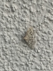 Metasia ophialis
