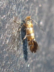 Phyllonorycter klemannella