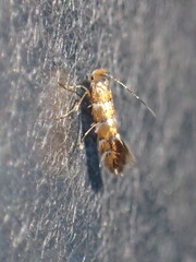 Phyllonorycter klemannella
