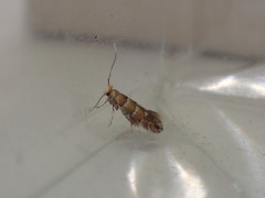 Phyllonorycter klemannella