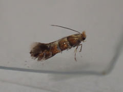 Phyllonorycter klemannella