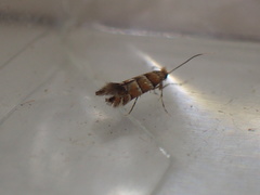 Phyllonorycter klemannella