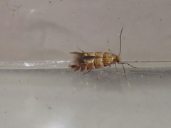 Phyllonorycter klemannella