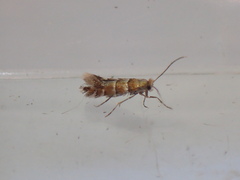 Phyllonorycter klemannella