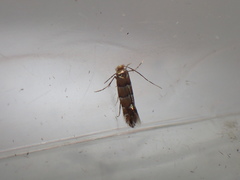 Phyllonorycter klemannella