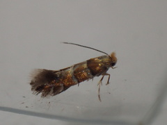 Phyllonorycter klemannella