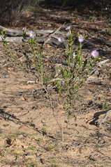 Olearia rudis