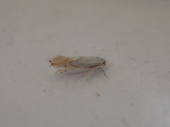 Phyllonorycter harrisella