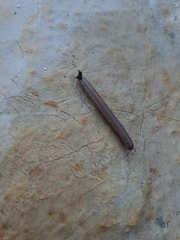 Acanthoiulus fuscipes