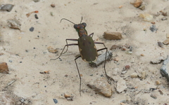 Myriochila semicincta