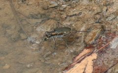 Myriochila semicincta