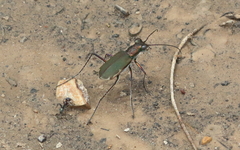 Myriochila semicincta