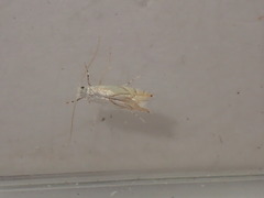 Phyllonorycter harrisella