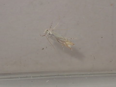 Phyllonorycter harrisella