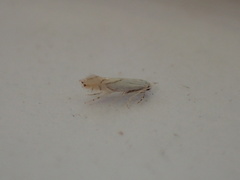 Phyllonorycter harrisella