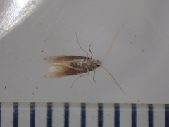 Phyllonorycter harrisella
