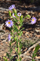 Olearia rudis