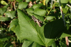 Melanoplus walshii
