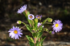 Olearia rudis