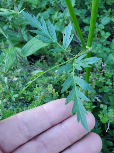 Image of Ligusticum canbyi by no rights reserved