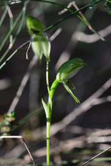 Pterostylis longifolia
