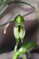 Pterostylis longifolia